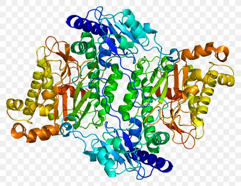 Prolidase Deficiency PEPD Enzyme Dipeptidase Pyrococcus Furiosus, PNG, 976x755px, Pepd, Alcohol Dehydrogenase, Amino Acid, Deficiency, Dipeptidase Download Free