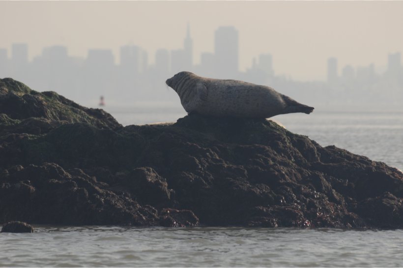 San Francisco Moss Landing Marine Laboratories Harbor Seal Pinniped Marine Mammal, PNG, 1500x998px, San Francisco, Coast, Coastal And Oceanic Landforms, Harbor Seal, Inlet Download Free