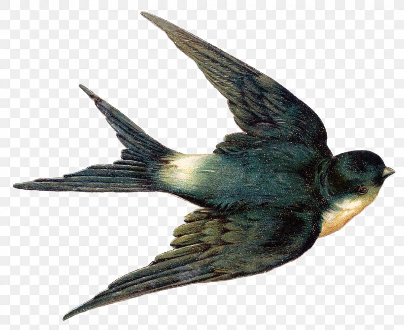 Bird Barn Swallow Sparrow Finches, PNG, 1350x1105px, Bird, Barn Swallow, Beak, Bird Nest, Birdcage Download Free