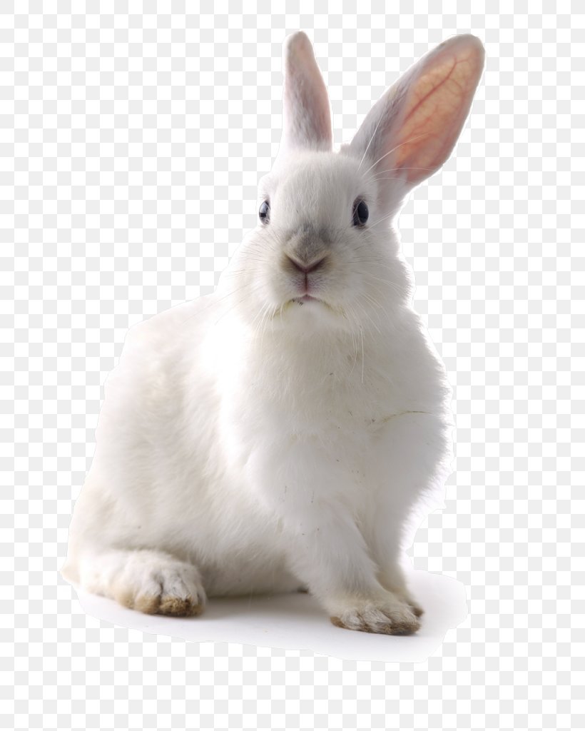 Easter Bunny Hare Rabbit Guinea Pig Pet, PNG, 819x1024px, Easter Bunny, Animal, Animal Welfare, Cage, Cottontail Rabbit Download Free