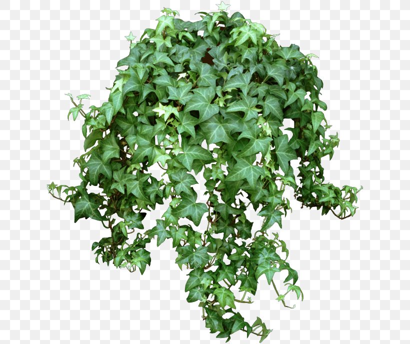 Common Ivy Houseplant Plectranthus Verticillatus Chlorophytum Comosum, PNG, 637x688px, Common Ivy, Araliaceae, Chlorophytum Comosum, Evergreen, Fatshedera Lizei Download Free