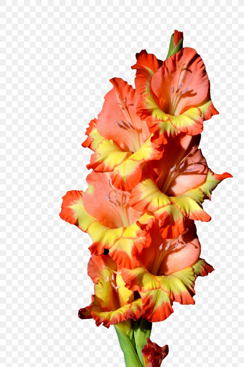 Gladiolus Flower Clip Art, PNG, 851x1280px, Gladiolus, Cut Flowers, Daylily, Floral Design, Flower Download Free