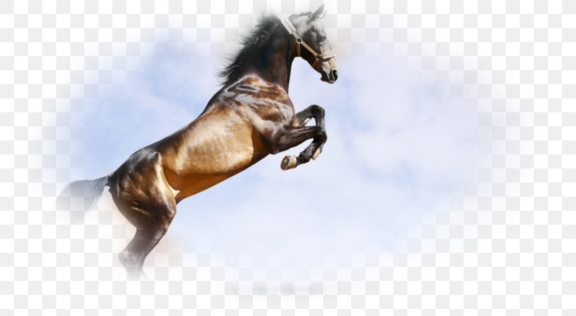 Horse 1080p Ultra-high-definition Television 4K Resolution, PNG, 800x450px, 4k Resolution, Horse, Display Resolution, Highdefinition Television, Highdefinition Video Download Free