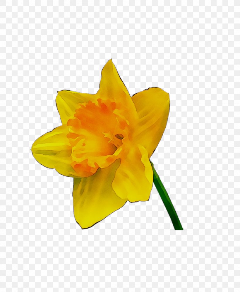 Yellow Narcissus, PNG, 1043x1266px, Yellow, Amaryllis Family, Flower, Flowering Plant, Narcissus Download Free