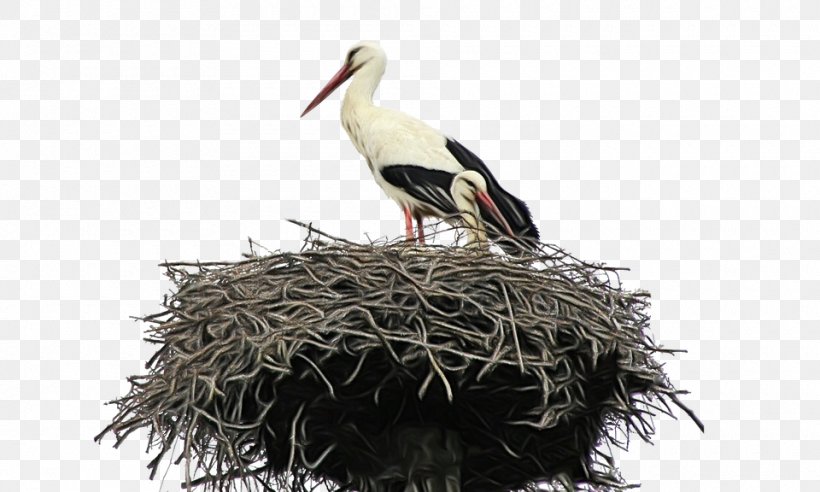 Bird Cartoon, PNG, 960x576px, White Stork, Beak, Bird, Bird Nest, Ciconiiformes Download Free
