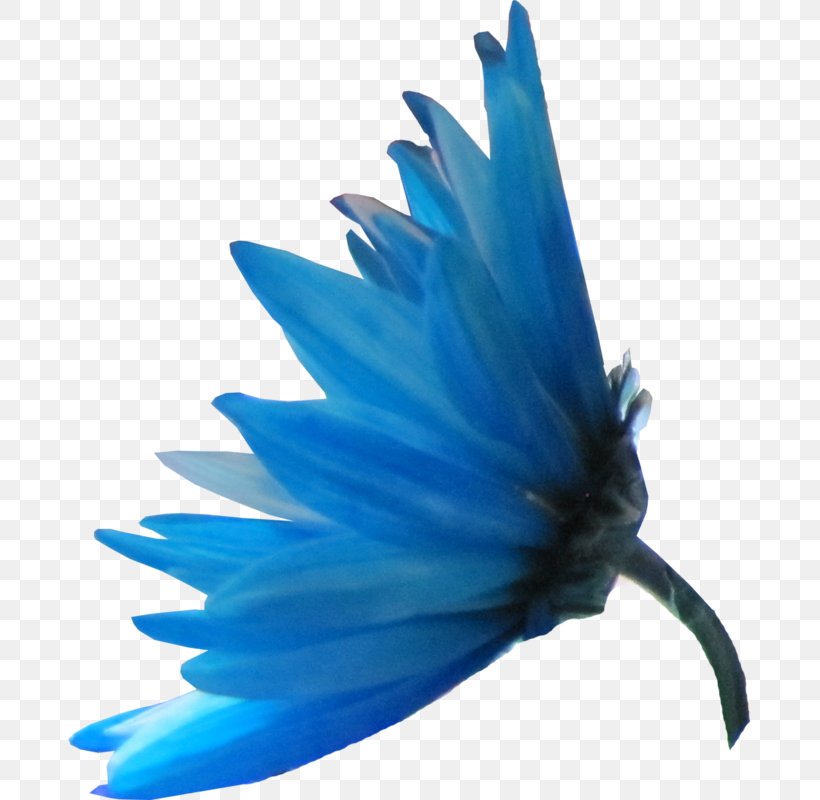 Blue Petal Flower Color Mavi, PNG, 683x800px, Blue, Color, Desktop Computers, Feather, Flower Download Free