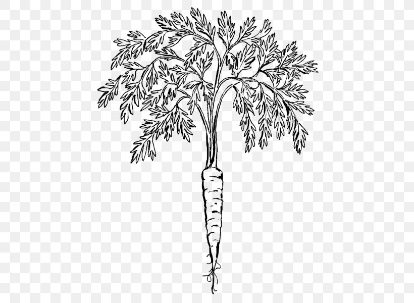 Carrot Clip Art, PNG, 462x600px, Carrot, Black And White, Branch, Drawing, Flora Download Free
