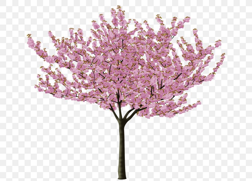 Cherry Blossom Tree Flower, PNG, 656x589px, Cherry Blossom, Almond, Blossom, Branch, Cherry Download Free