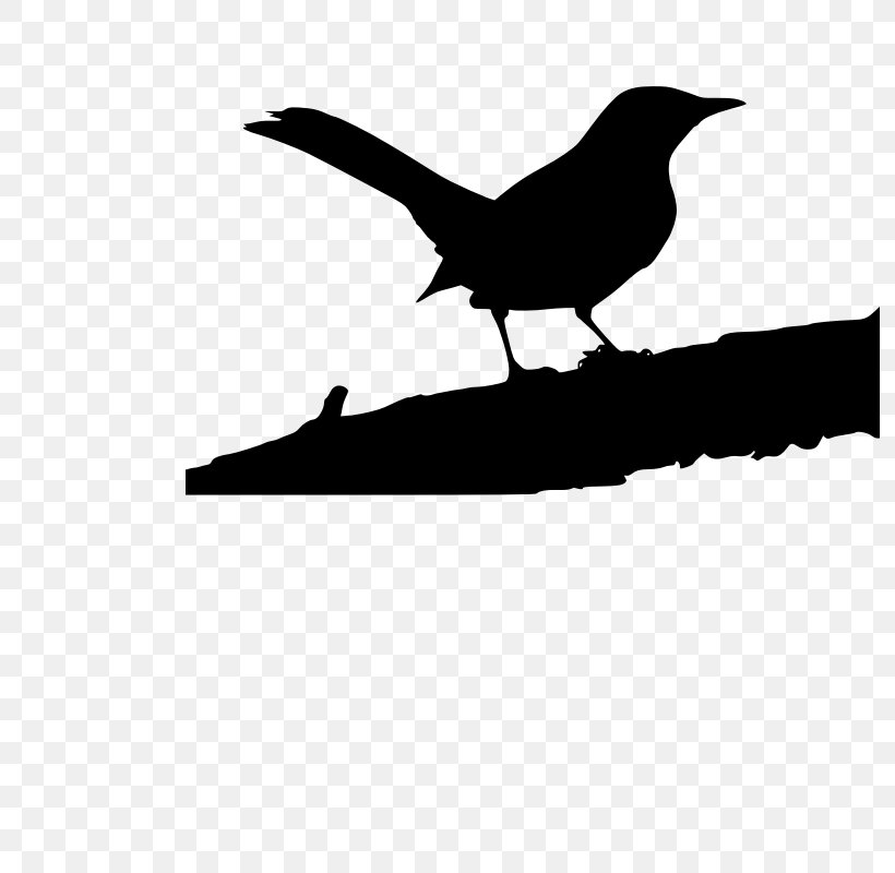 Clip Art Beak Microsoft PowerPoint Free Content Graphics, PNG, 800x800px, Beak, Bird, Black M, Blackbird, Crow Download Free