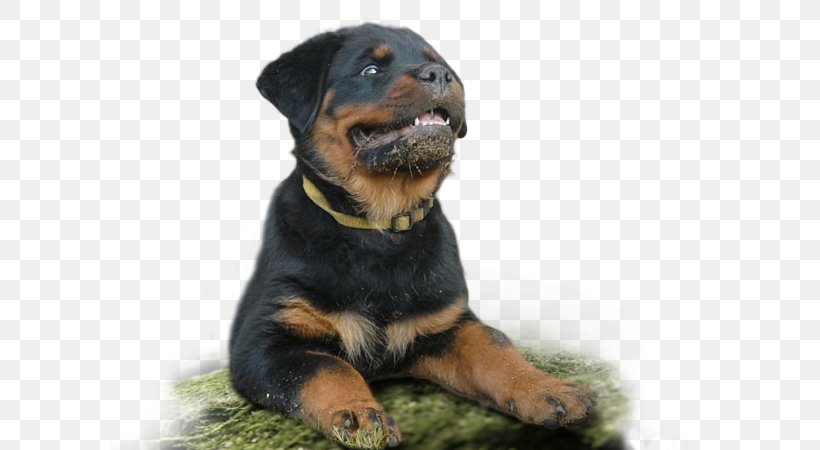 Dog Breed Rottweiler Snout, PNG, 600x450px, Dog Breed, Breed, Carnivoran, Dog, Dog Like Mammal Download Free