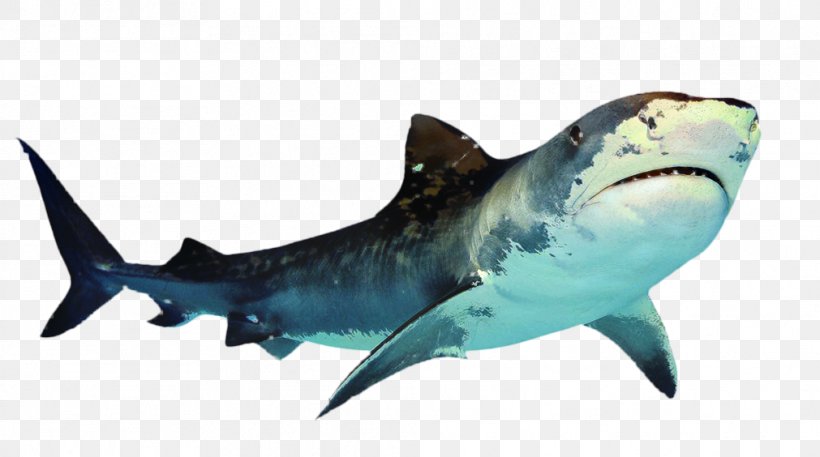 Great White Shark Clip Art Transparency, PNG, 1011x564px, Shark, Bull Shark, Carcharhiniformes, Cartilaginous Fish, Cretoxyrhina Download Free