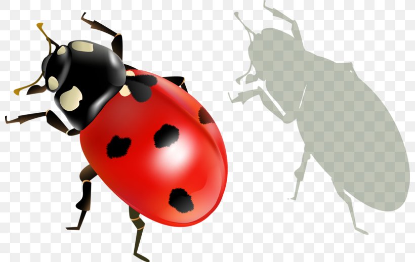 Ladybird Beetle Clip Art, PNG, 800x518px, Ladybird Beetle, Animal, Art, Arthropod, Baner Download Free