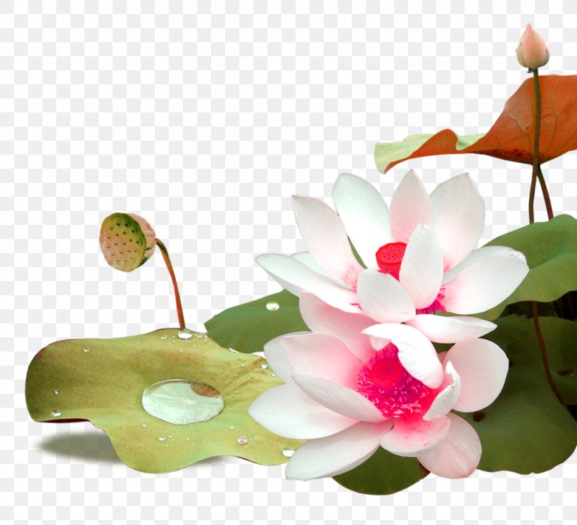 Nelumbo Nucifera Download Icon, PNG, 1024x934px, Nelumbo Nucifera, Aquatic Plant, Artificial Flower, Cut Flowers, Floral Design Download Free