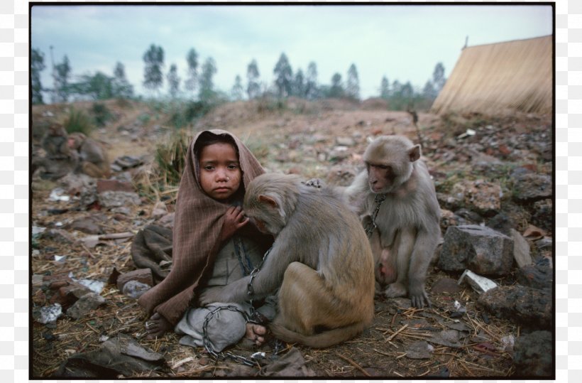 The Photo Essay Mary Ellen Mark, 25 Years Photography Photographer Photo-essay, PNG, 1580x1040px, Photography, Fauna, Macaque, Mammal, Old World Monkey Download Free