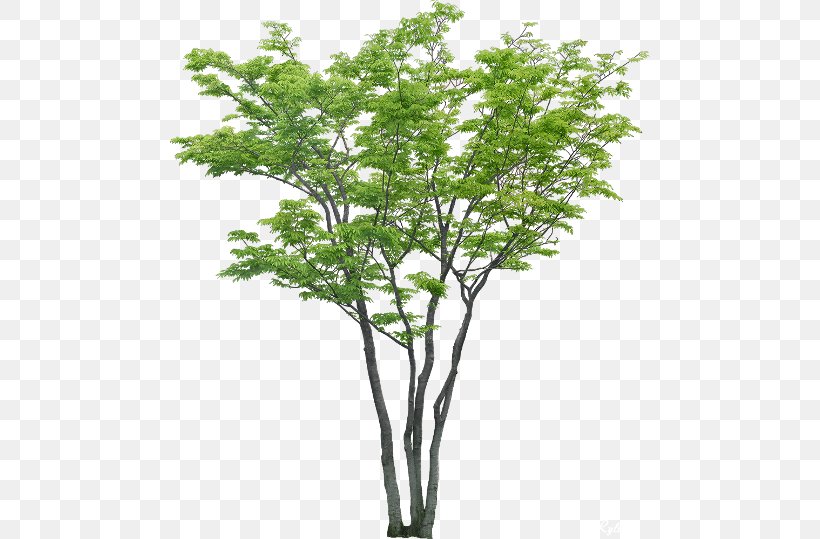 Tree Populus Nigra, PNG, 480x539px, Tree, Birch, Branch, Cottonwood, Plant Download Free