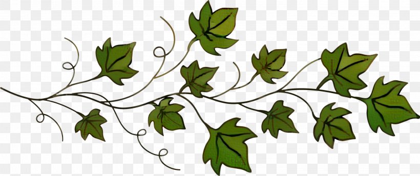 Common Ivy Drawing Vine Vector Graphics, PNG, 2998x1261px, Common Ivy, Art, Black Maple, Botany, Branch Download Free