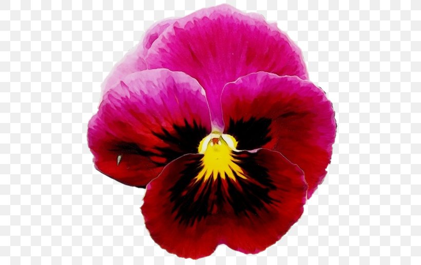 Flower Flowering Plant Petal Pansy Wild Pansy, PNG, 500x517px, Watercolor, Flower, Flowering Plant, Paint, Pansy Download Free
