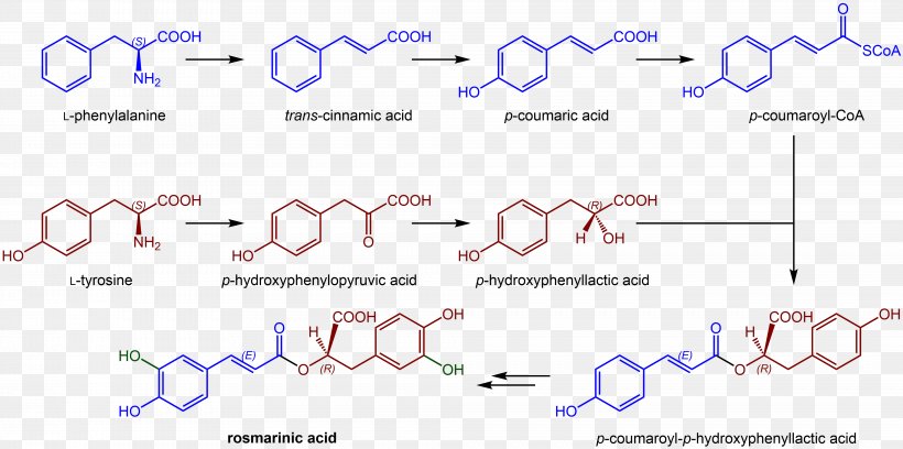 Rosmarinic Acid Chemistry Chemical Synthesis Chemical Compound Boronic Acid, PNG, 4059x2022px, Rosmarinic Acid, Acid, Alkene, Area, Boronic Acid Download Free