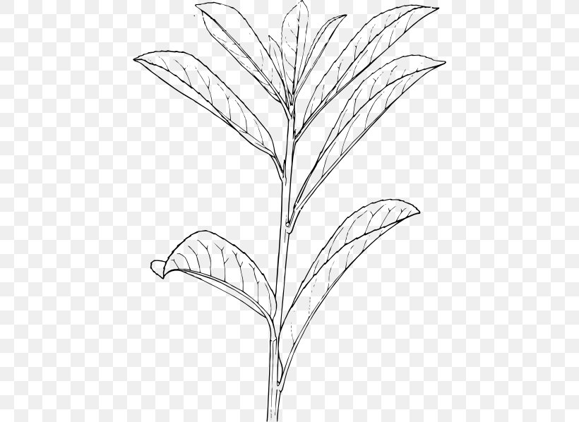 Shrub Drawing Plant Tree, PNG, 444x598px, Shrub, Area, Art, Artwork, Black And White Download Free
