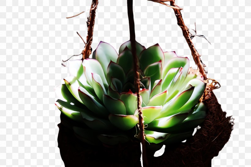 Cactus, PNG, 2448x1632px, Flower, Cactus, Echeveria, Flowerpot, Houseplant Download Free