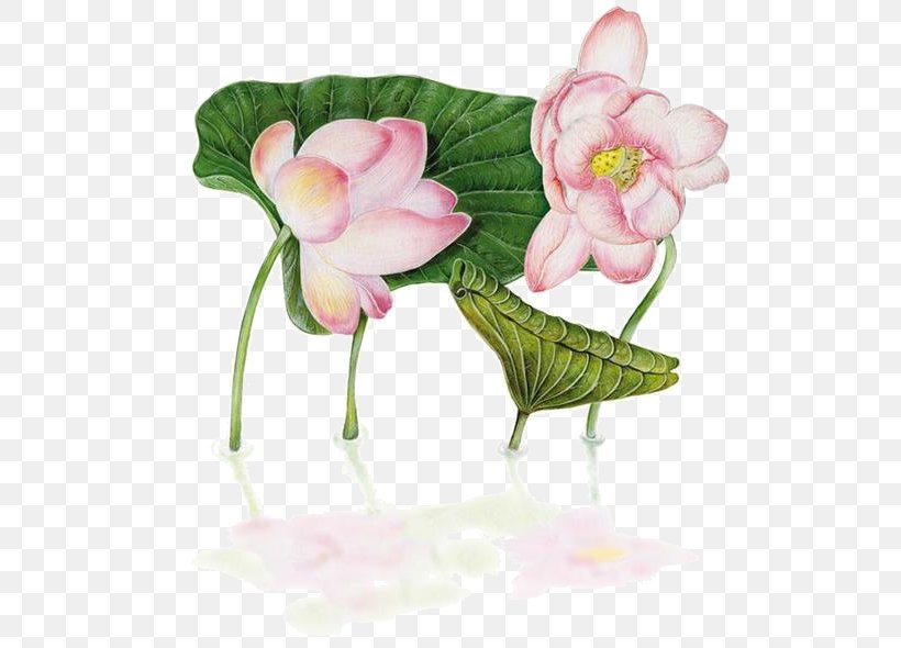 China Flower Nelumbo Nucifera Floral Design, PNG, 550x590px, China, Artificial Flower, Computer Software, Cut Flowers, Designer Download Free