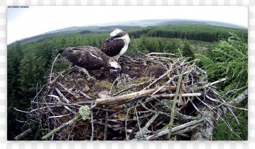 Eagle Bird Fauna Ecosystem NEST+m, PNG, 3004x1762px, Eagle, Beak, Bird, Bird Nest, Bird Of Prey Download Free