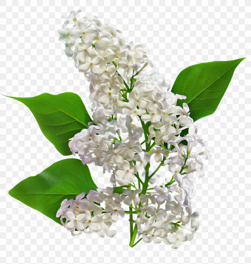 Flower Lilac Lilac Plant Lily Of The Valley, PNG, 1520x1600px, Flower, Branch, Cut Flowers, Lilac, Lily Of The Valley Download Free