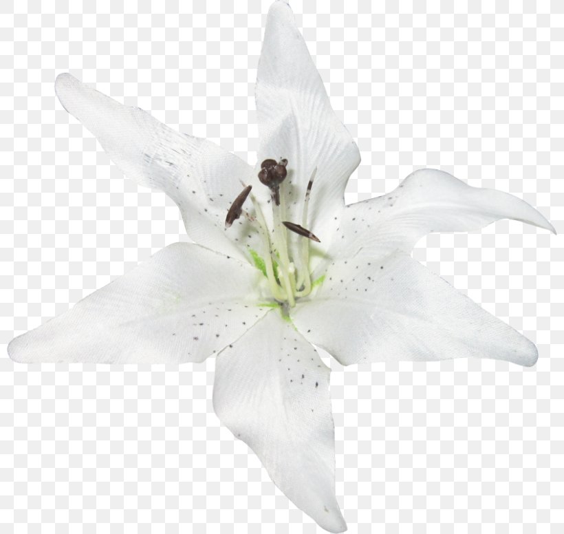 Image Flower Plants Clip Art, PNG, 800x776px, Flower, Columbine, Cut Flowers, Easter Lily, Fleurdelis Download Free