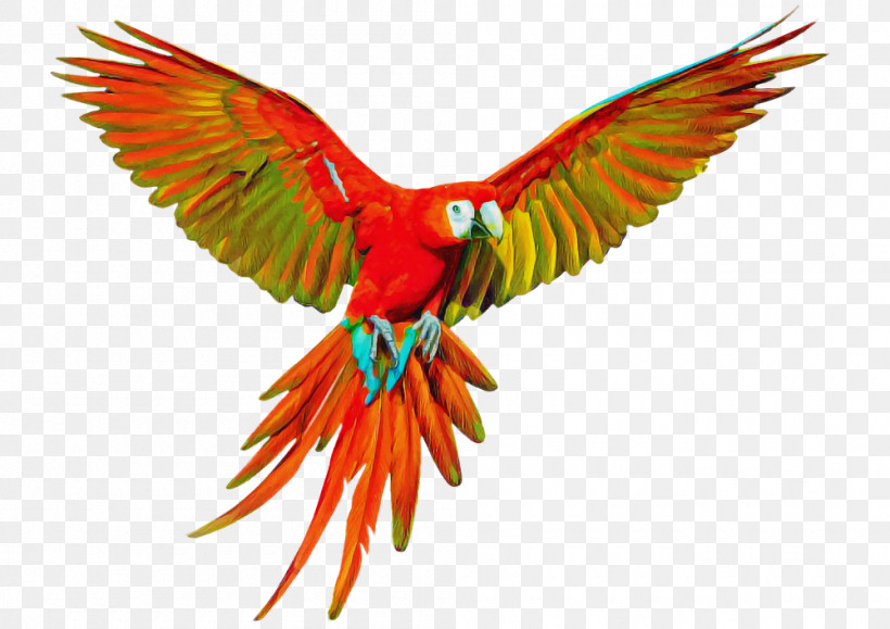 Orange, PNG, 1000x707px, Bird, Beak, Feather, Hummingbird, Lorikeet Download Free