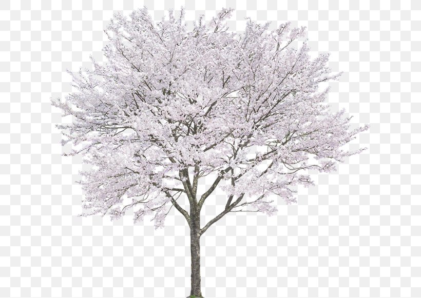 Tree Branch Drawing, PNG, 640x581px, Tree, Blossom, Branch, Cherry Blossom, Drawing Download Free