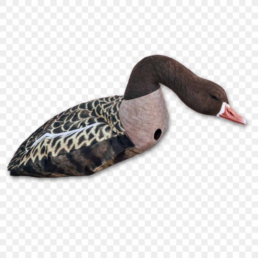 Dangate Greylag Goose Duck Danish Krone, PNG, 1000x1000px, Dangate, Airport Checkin, Beak, Bird, Boarding Pass Download Free