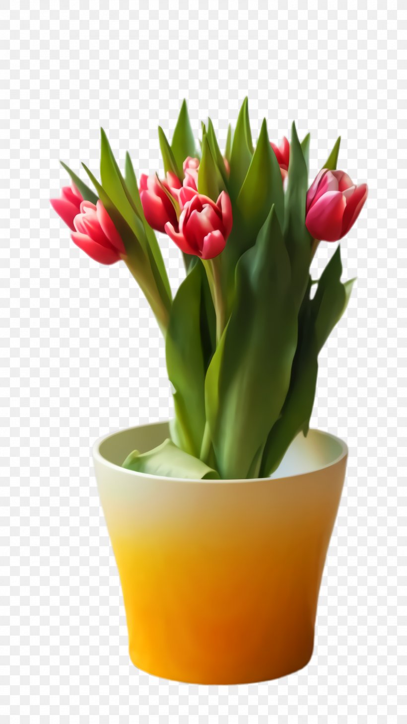 Lily Flower Cartoon, PNG, 1500x2668px, Tulip, Blossom, Bud, Cut Flowers, Flora Download Free