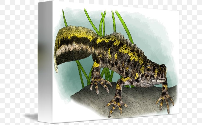 Marbled Newt Reptile Terrestrial Animal Blanket, PNG, 650x509px, Newt, Amphibian, Animal, Blanket, Fauna Download Free