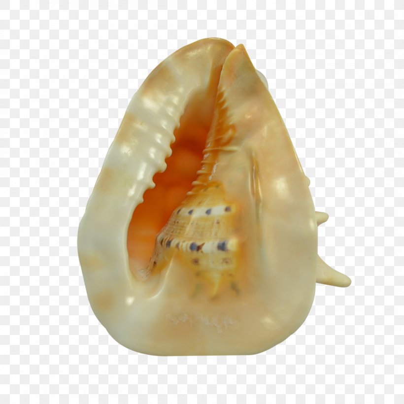 The Seashell Company Conch Invertebrate Jaw, PNG, 1100x1100px, Seashell, Conch, Craft, Figurine, Gift Download Free