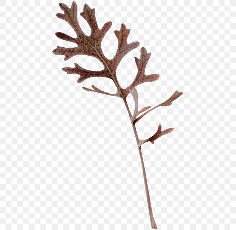 Twig Plant Stem Leaf Antler, PNG, 461x800px, Twig, Antler, Branch, Leaf, Plant Download Free