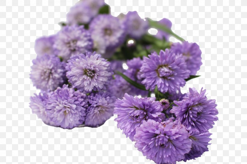 Aster Cut Flowers Chrysanthemum Violet, PNG, 1024x683px, Aster, Annual Plant, Anthurium Andraeanum, Chrysanthemum, Chrysanths Download Free