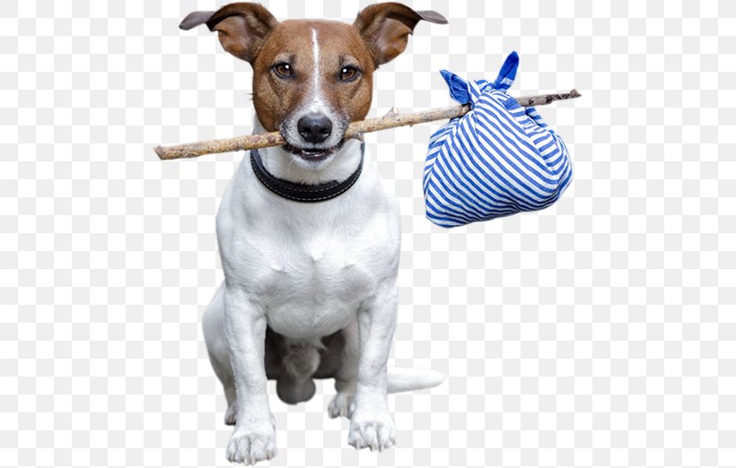Dog Bite Pet Sitting Cat, PNG, 479x522px, Dog, Cat, Companion Dog, Dog Bakery, Dog Bite Download Free