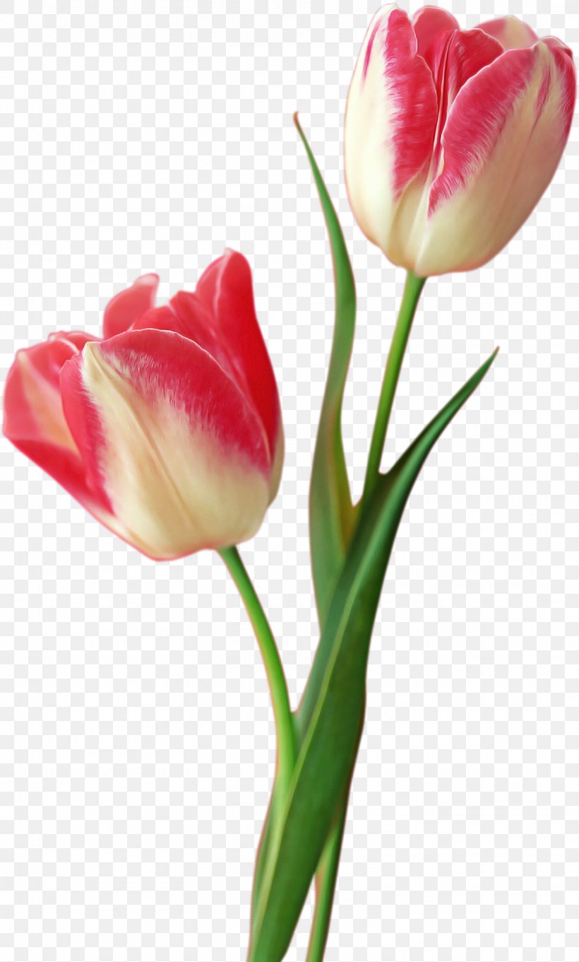 Flower Tulip Petal Cut Flowers Plant, PNG, 1566x2601px, Flower, Cut Flowers, Pedicel, Petal, Pink Download Free