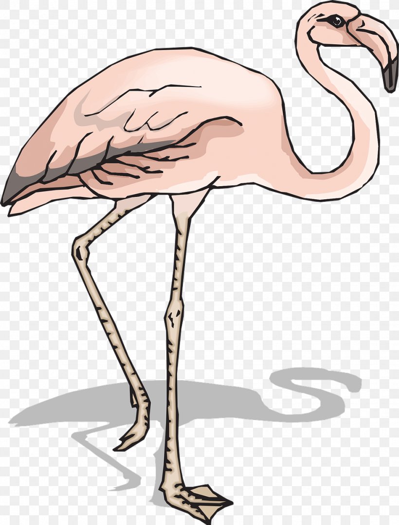 Bird Flamingo Clip Art, PNG, 971x1280px, Bird, Beak, Crane Like Bird, Flamingo, Neck Download Free