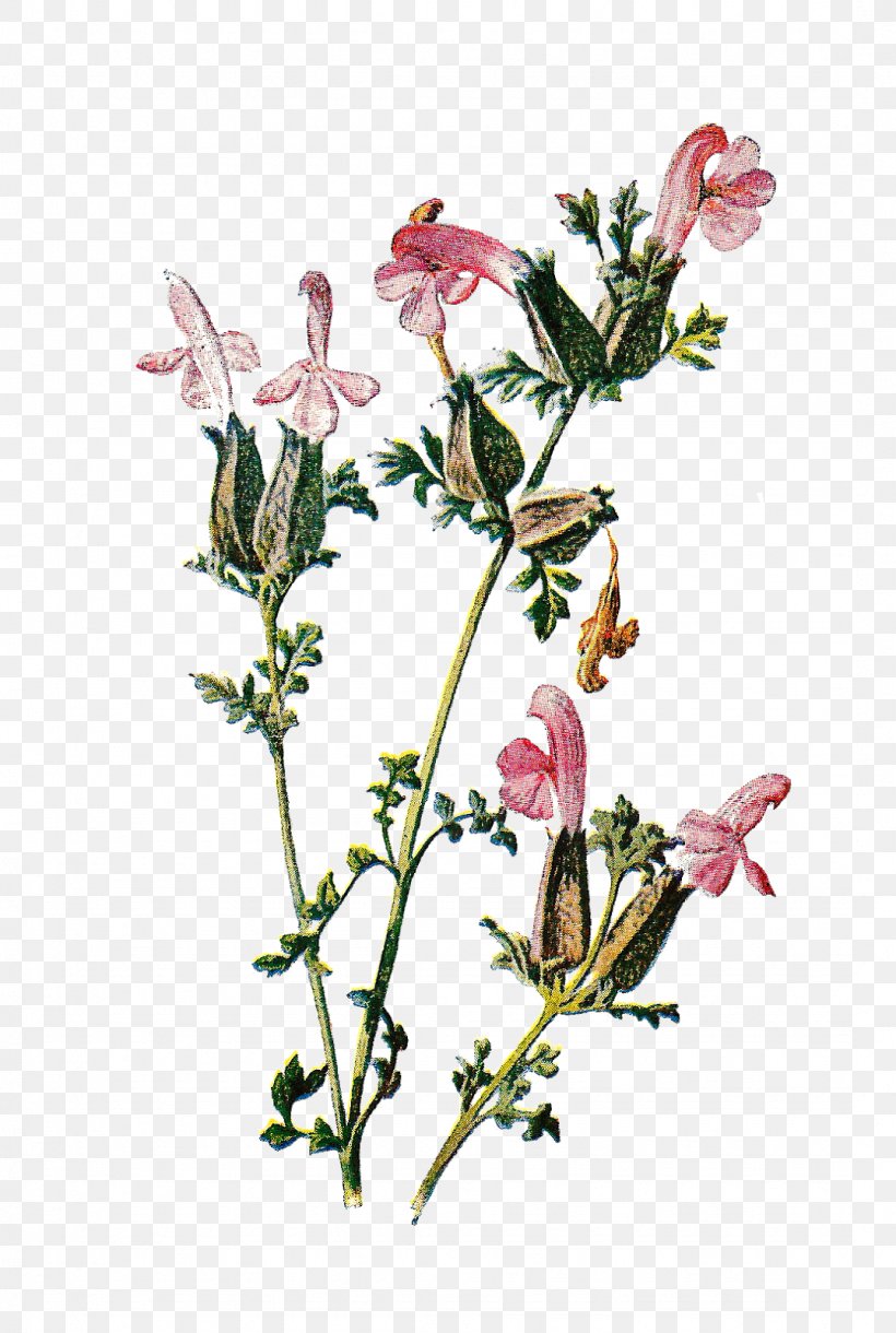 Wildflower Clip Art, PNG, 1075x1600px, Flower, Antique, Art, Branch ...