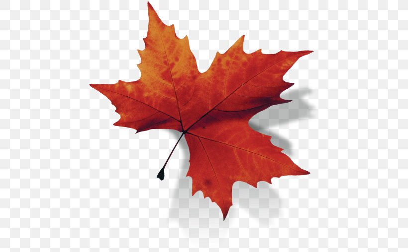 Canada Maple Leaf, PNG, 508x508px, Canada, Autumn, Information, Leaf, Maple Leaf Download Free