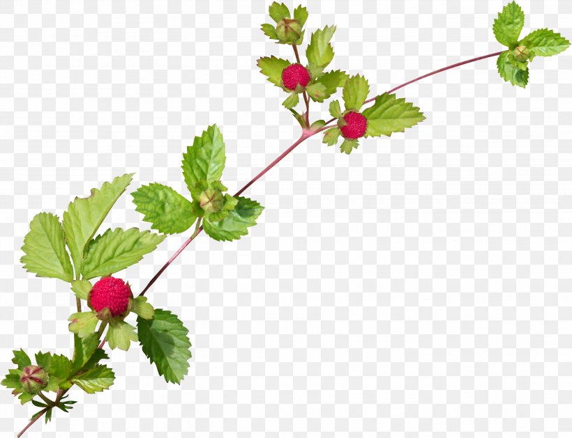 Chai Sheng, PNG, 2694x2067px, Red Mulberry, Auglis, Branch, Flowering Plant, Food Download Free