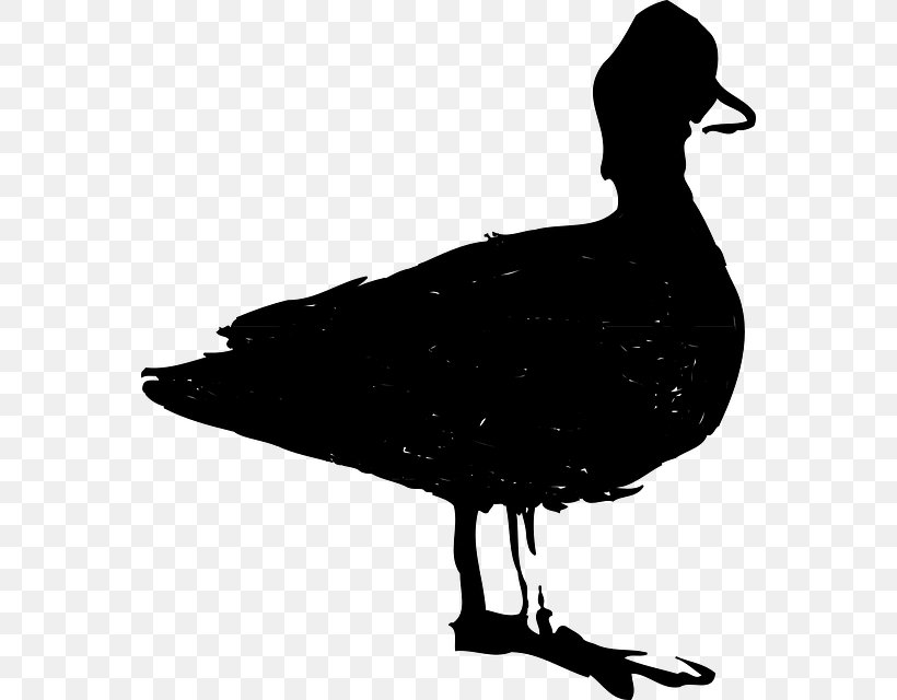 Duck Goose Clip Art Fauna Feather, PNG, 562x640px, Duck, American Black Duck, Beak, Bird, Ducks Geese And Swans Download Free