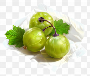 画材 Gooseberry shutterstock_354931583.jpg?v=