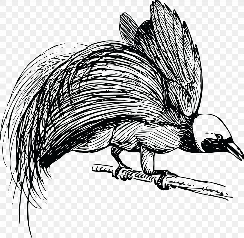 Bird-of-paradise Drawing Bird Of Prey Clip Art, PNG, 4000x3893px, Bird, Animal, Beak, Bird Of Paradise Flower, Bird Of Prey Download Free