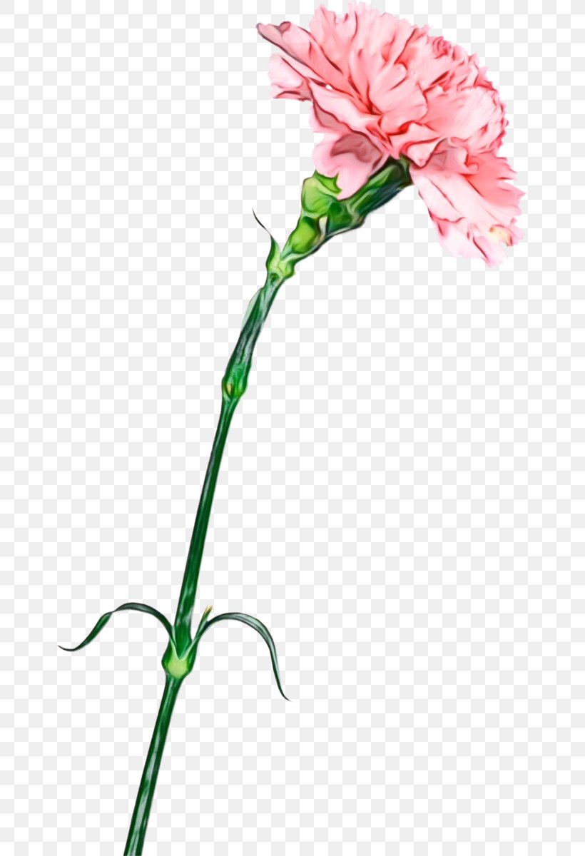 Flower Cut Flowers Plant Pink Pedicel, PNG, 662x1200px, Watercolor, Carnation, Cut Flowers, Flower, Paint Download Free