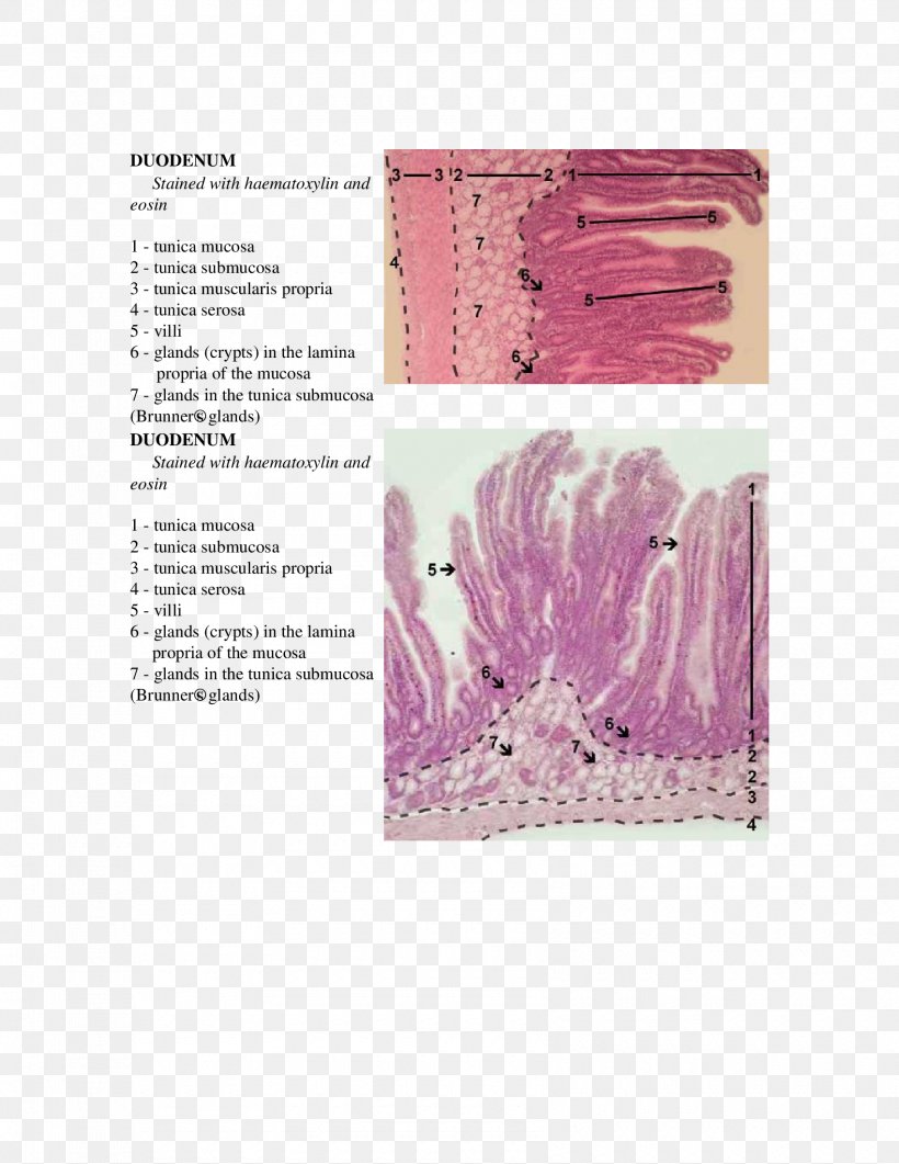 Paper Pink M Rectangle RTV Pink Font, PNG, 1700x2200px, Paper, Duodenum, Histology, Lavender, Lilac Download Free
