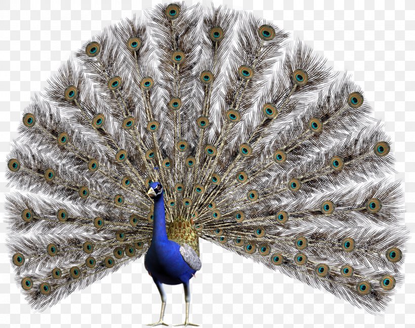 Peafowl Stock Photography Clip Art, PNG, 1200x949px, Bird, Asiatic Peafowl, Beak, Feather, Galliformes Download Free