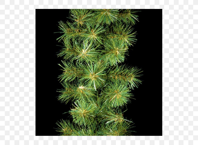 Garland Spruce Conifers Fir Evergreen, PNG, 525x600px, Garland, Aquatic Plant, Biome, Branch, Building Download Free