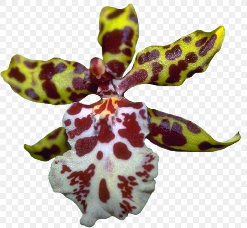 Moth Orchids Blog Clip Art, PNG, 919x849px, Moth Orchids, Author, Blog, Diary, Directory Download Free